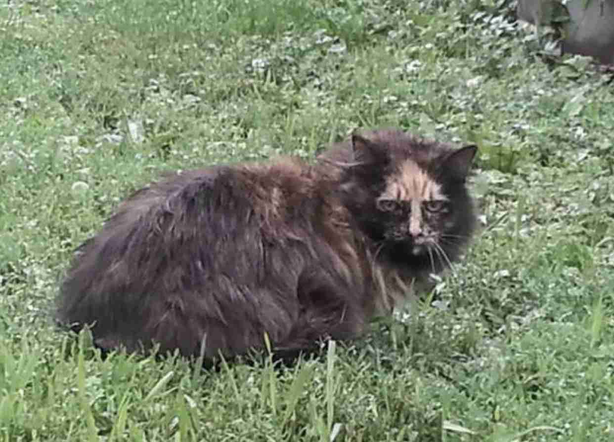 心霊写真風の猫画像ください