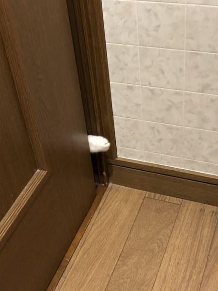 心霊写真風の猫画像ください