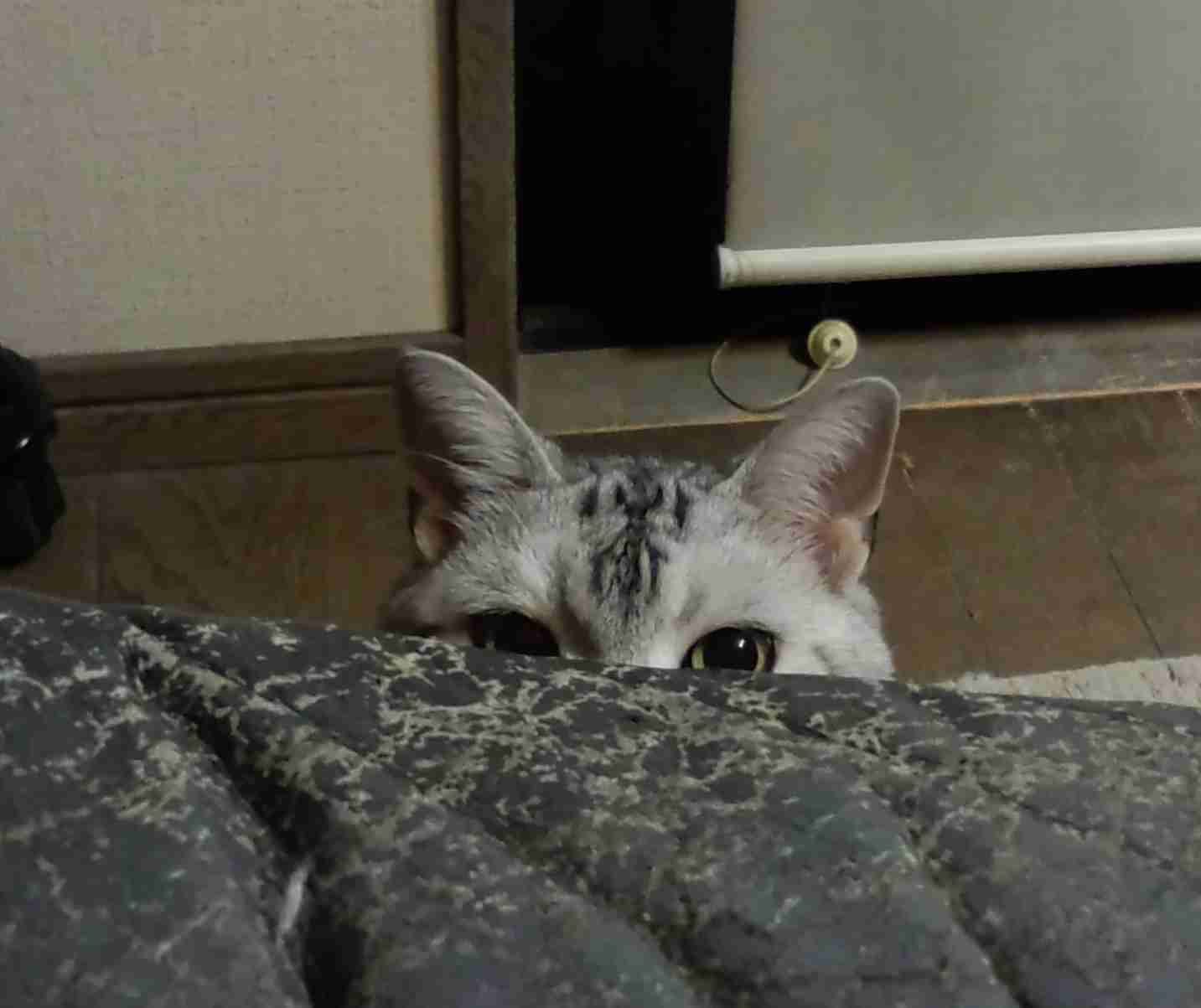 心霊写真風の猫画像ください