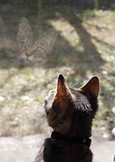 心霊写真風の猫画像ください