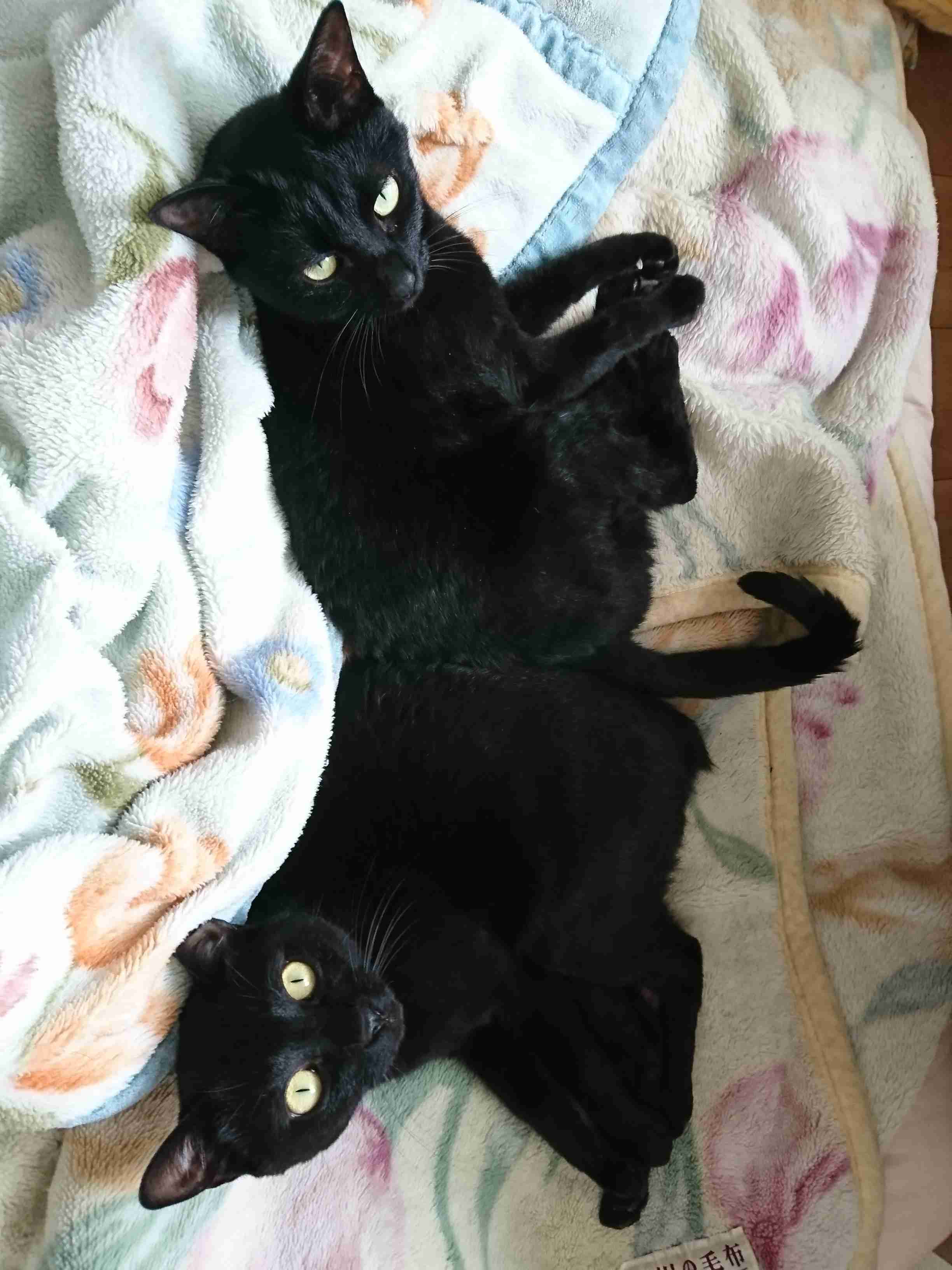心霊写真風の猫画像ください
