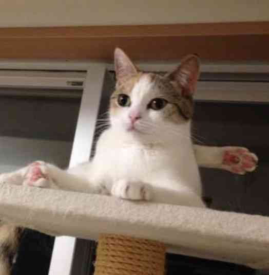 心霊写真風の猫画像ください