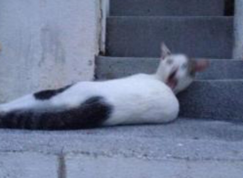 心霊写真風の猫画像ください