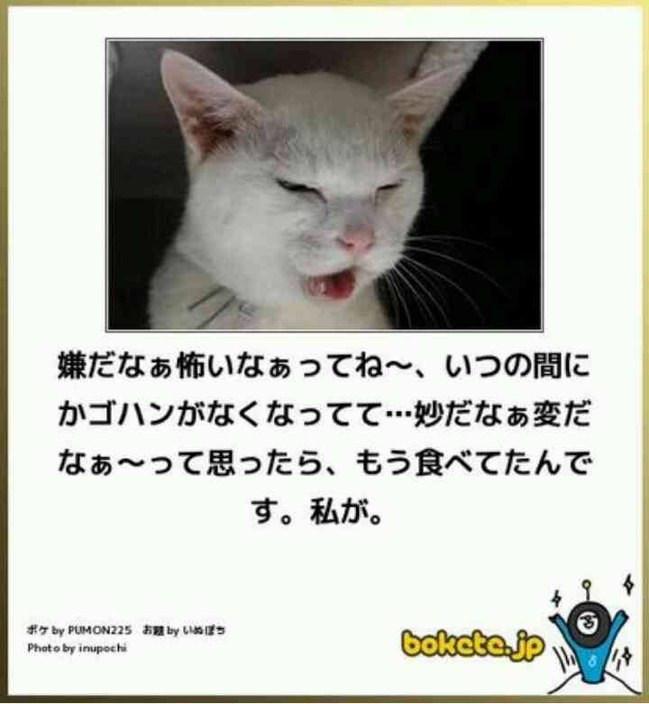 心霊写真風の猫画像ください