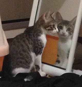心霊写真風の猫画像ください