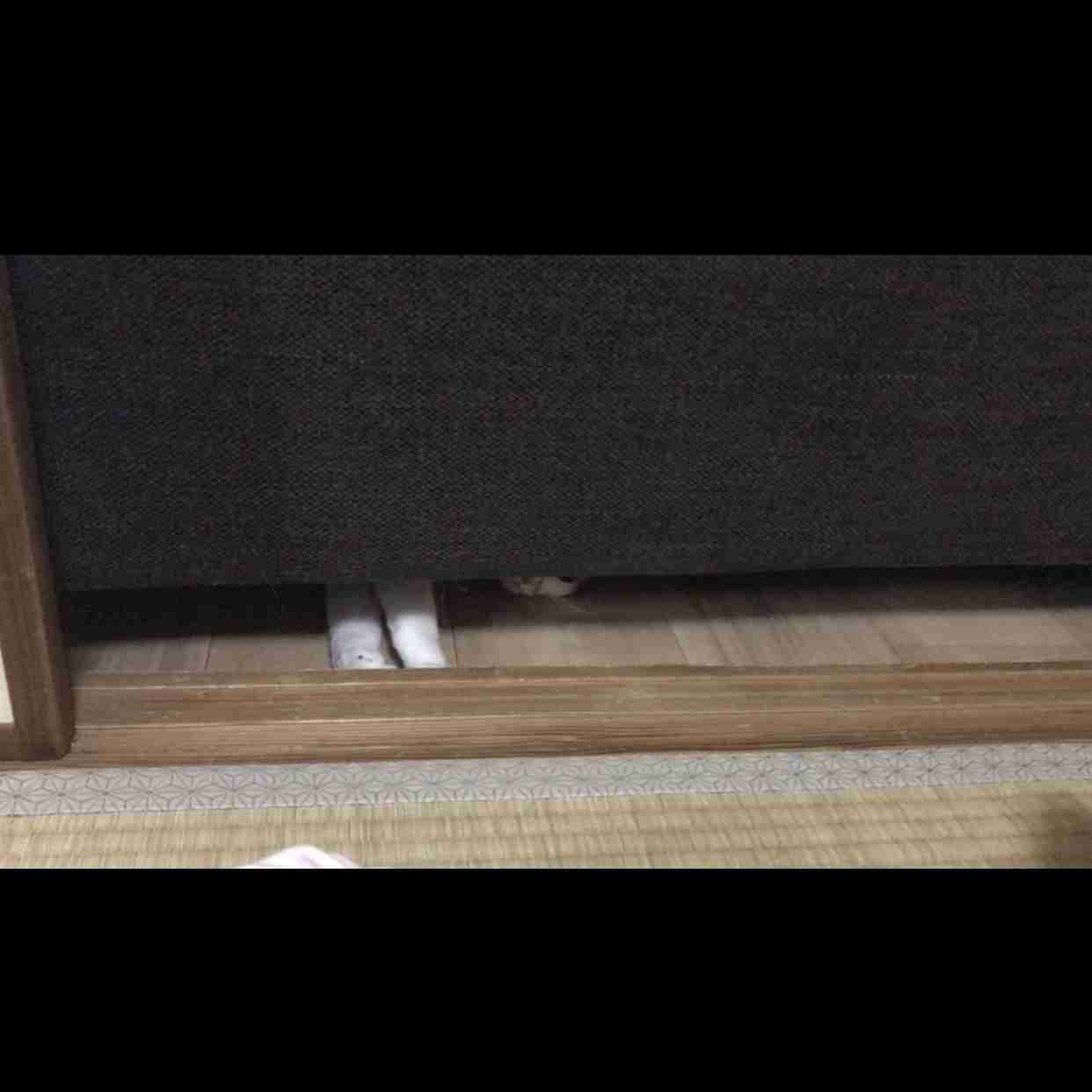 心霊写真風の猫画像ください