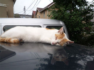 心霊写真風の猫画像ください