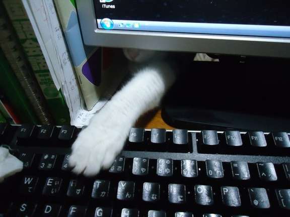 心霊写真風の猫画像ください