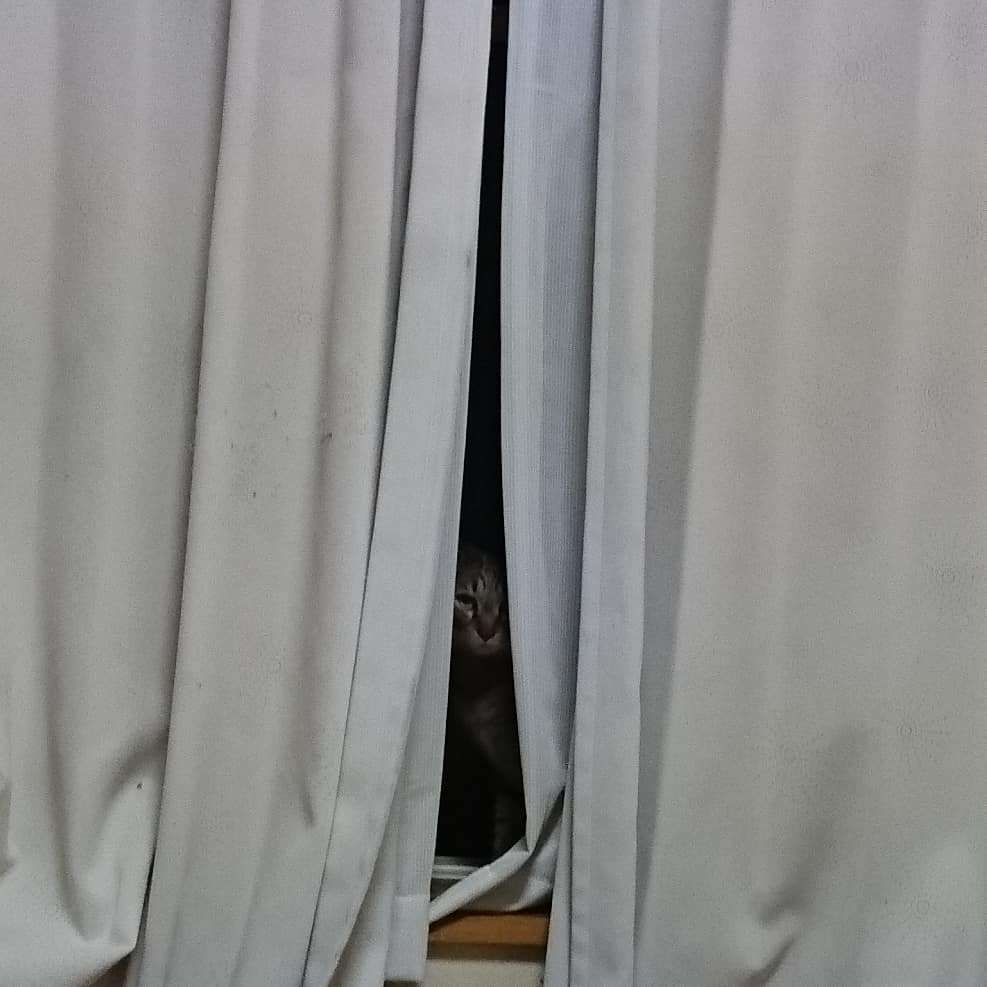 心霊写真風の猫画像ください
