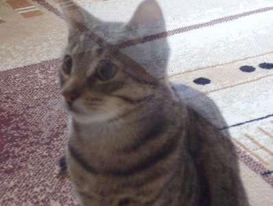 心霊写真風の猫画像ください