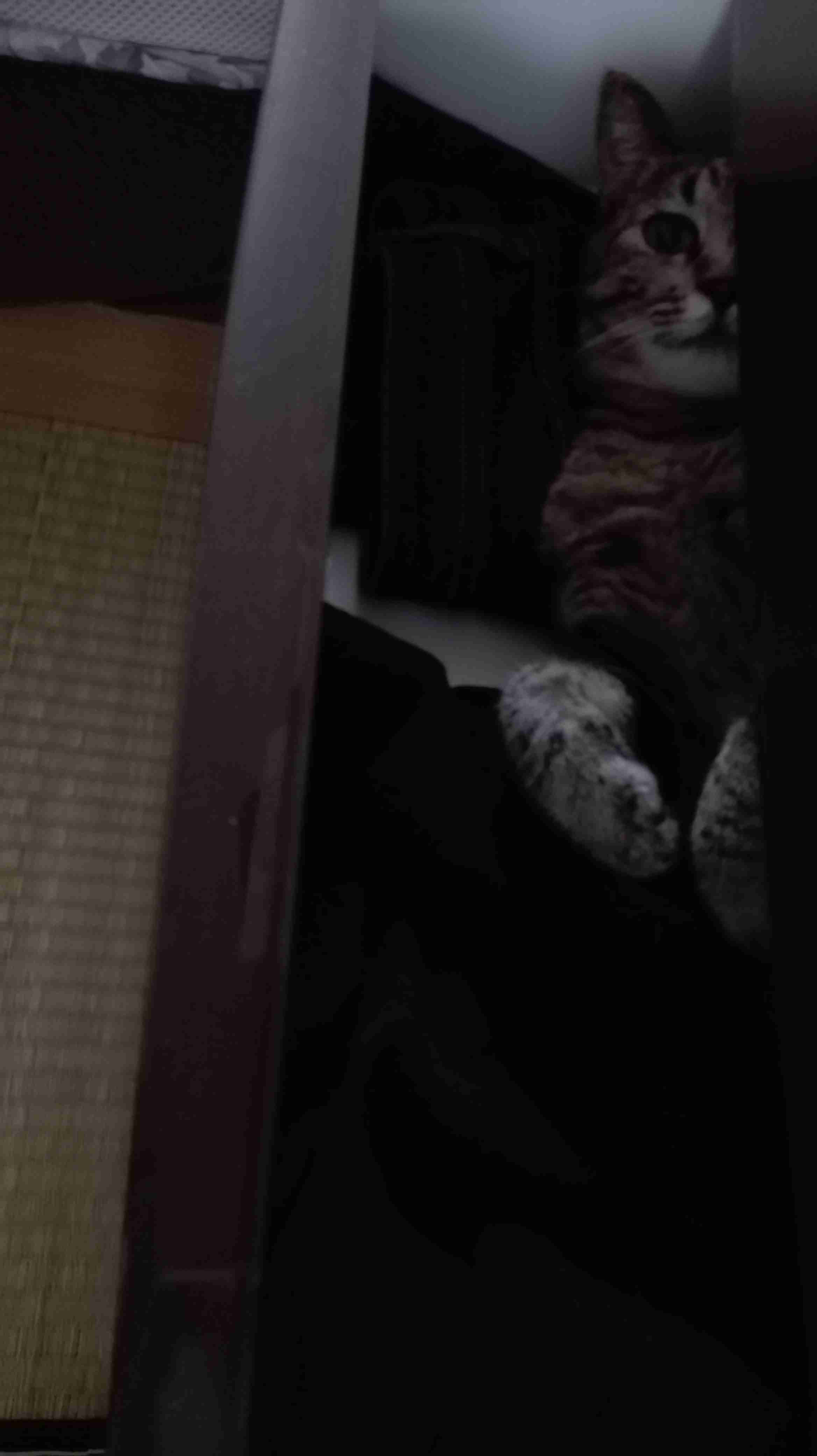 心霊写真風の猫画像ください