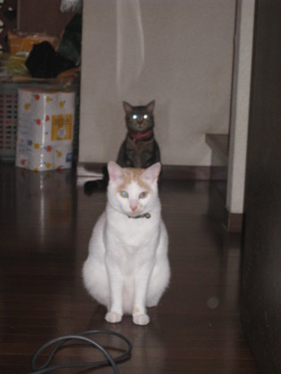 心霊写真風の猫画像ください
