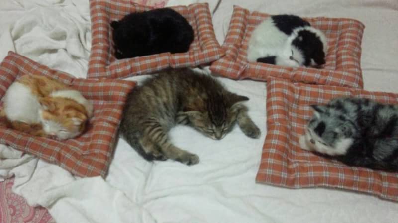 心霊写真風の猫画像ください