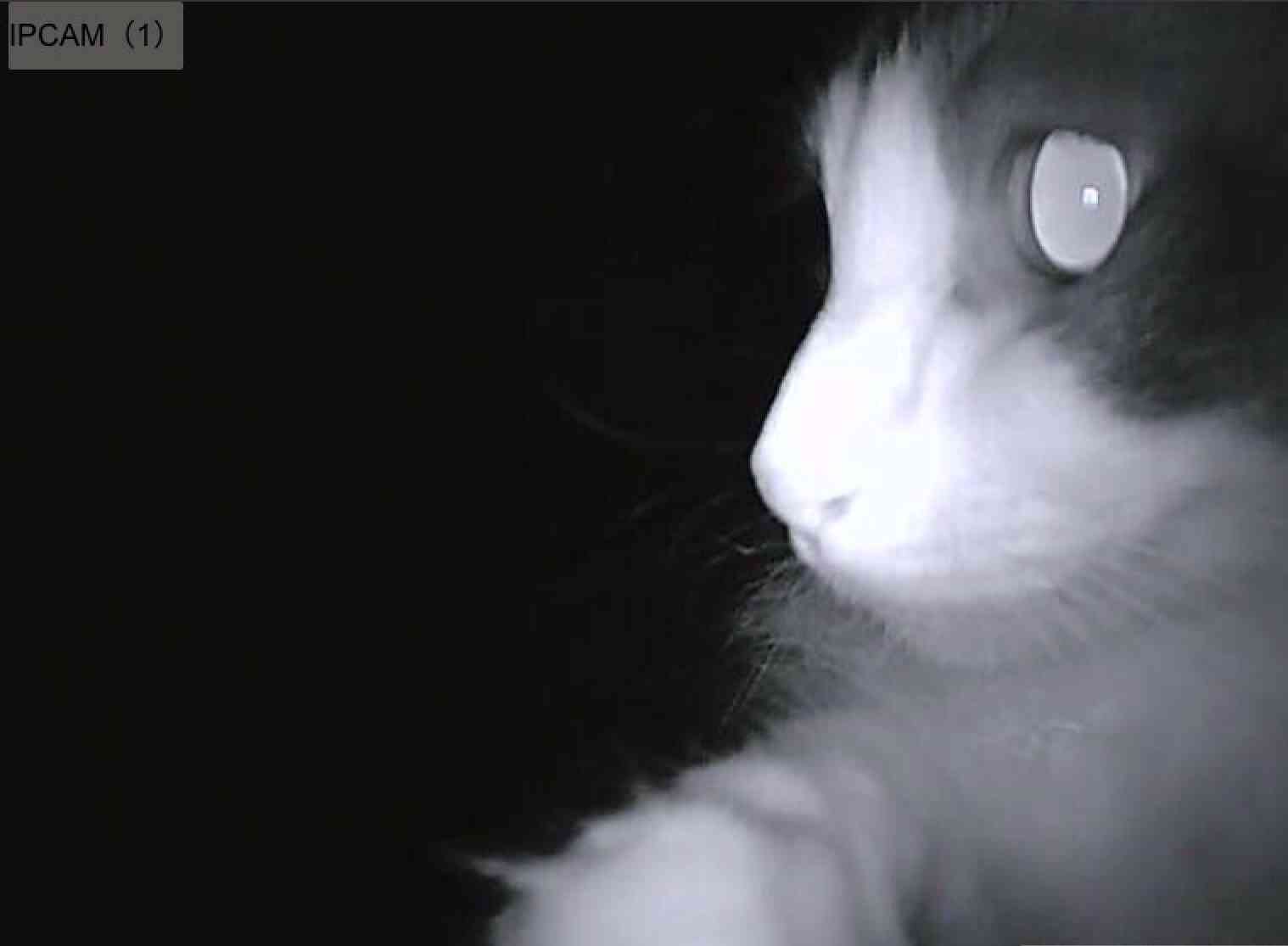 心霊写真風の猫画像ください