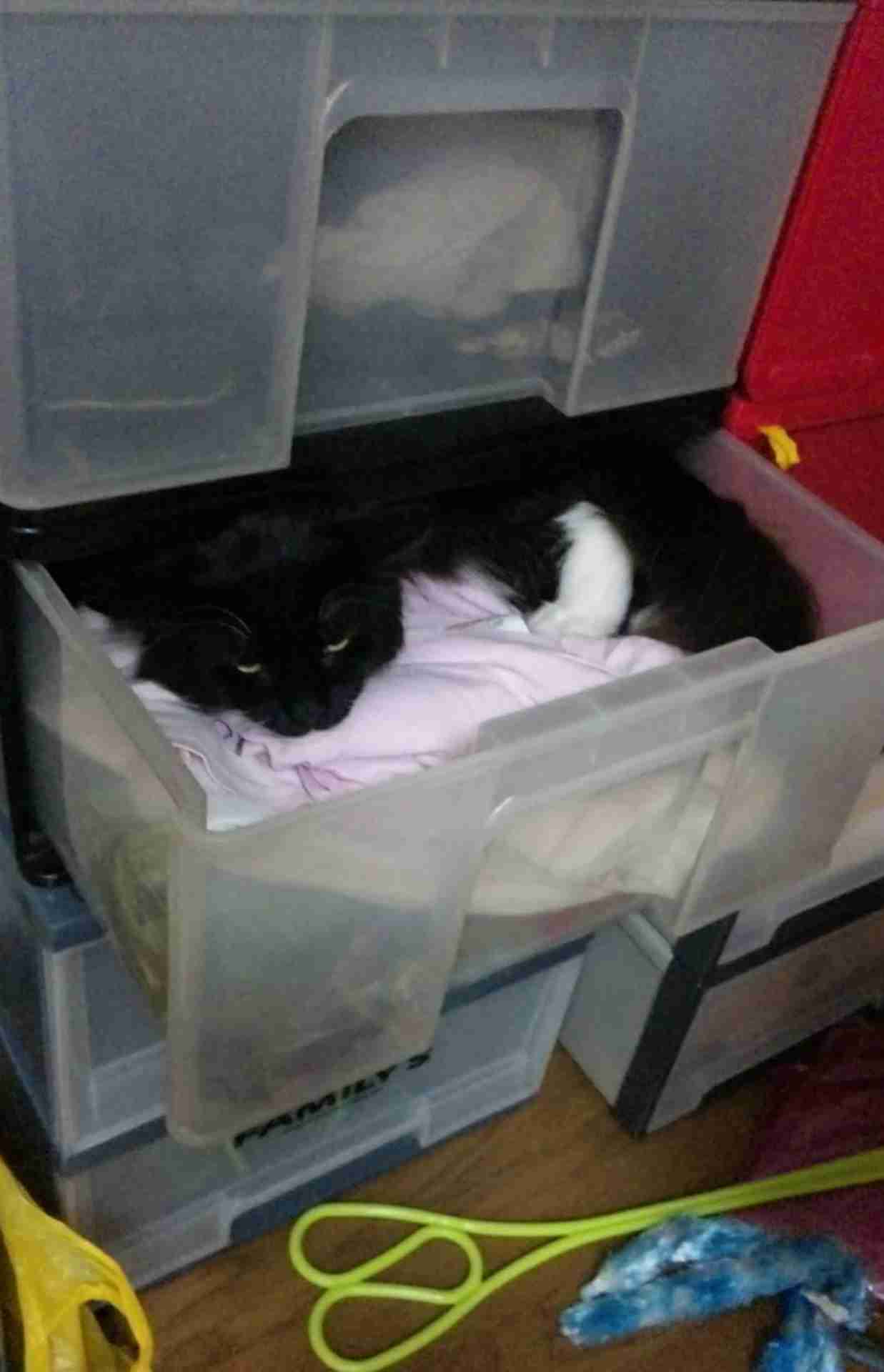心霊写真風の猫画像ください
