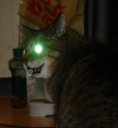心霊写真風の猫画像ください