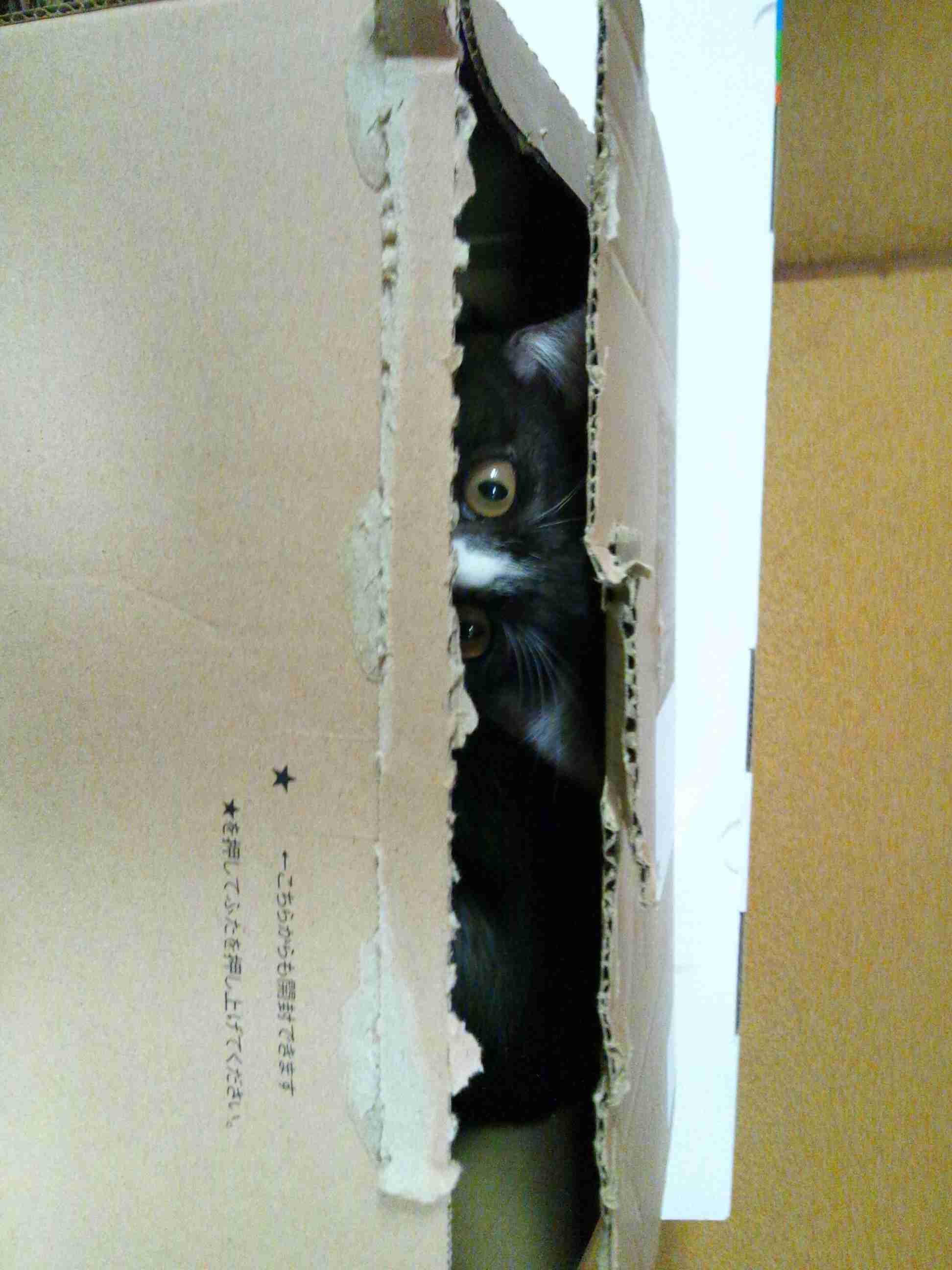 心霊写真風の猫画像ください