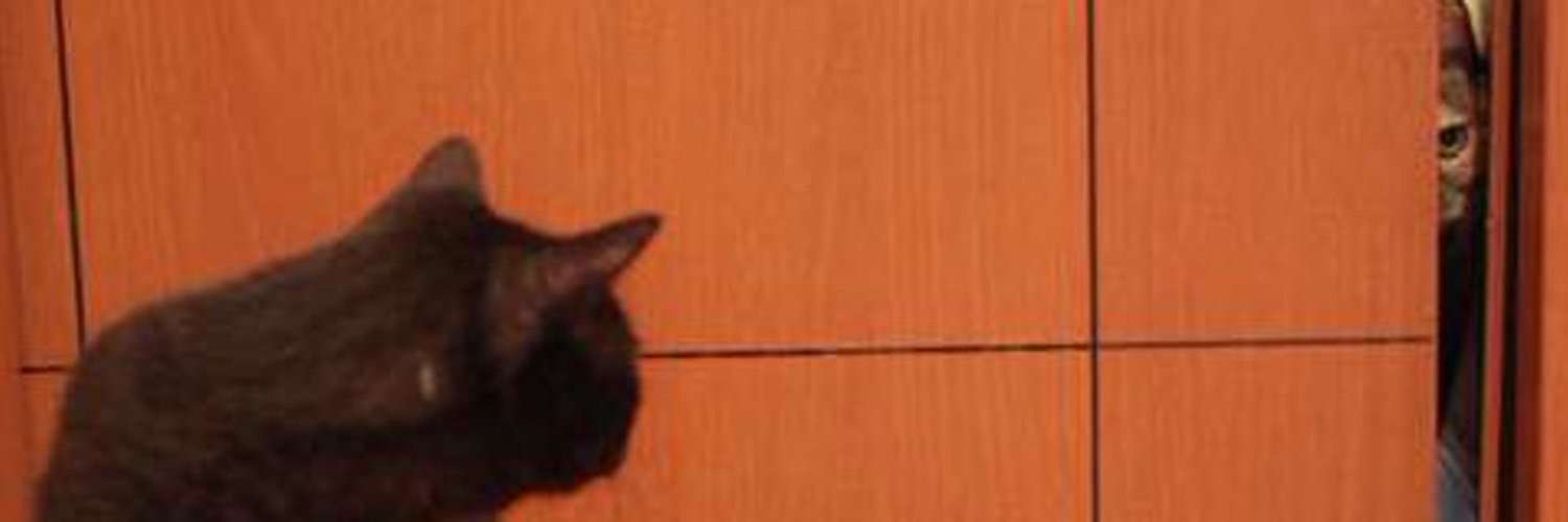 心霊写真風の猫画像ください