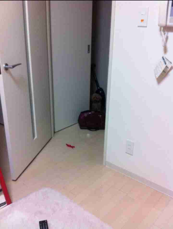 心霊写真風の猫画像ください
