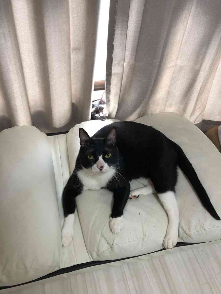 心霊写真風の猫画像ください