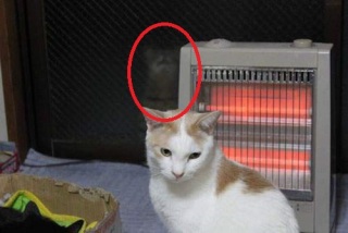 心霊写真風の猫画像ください