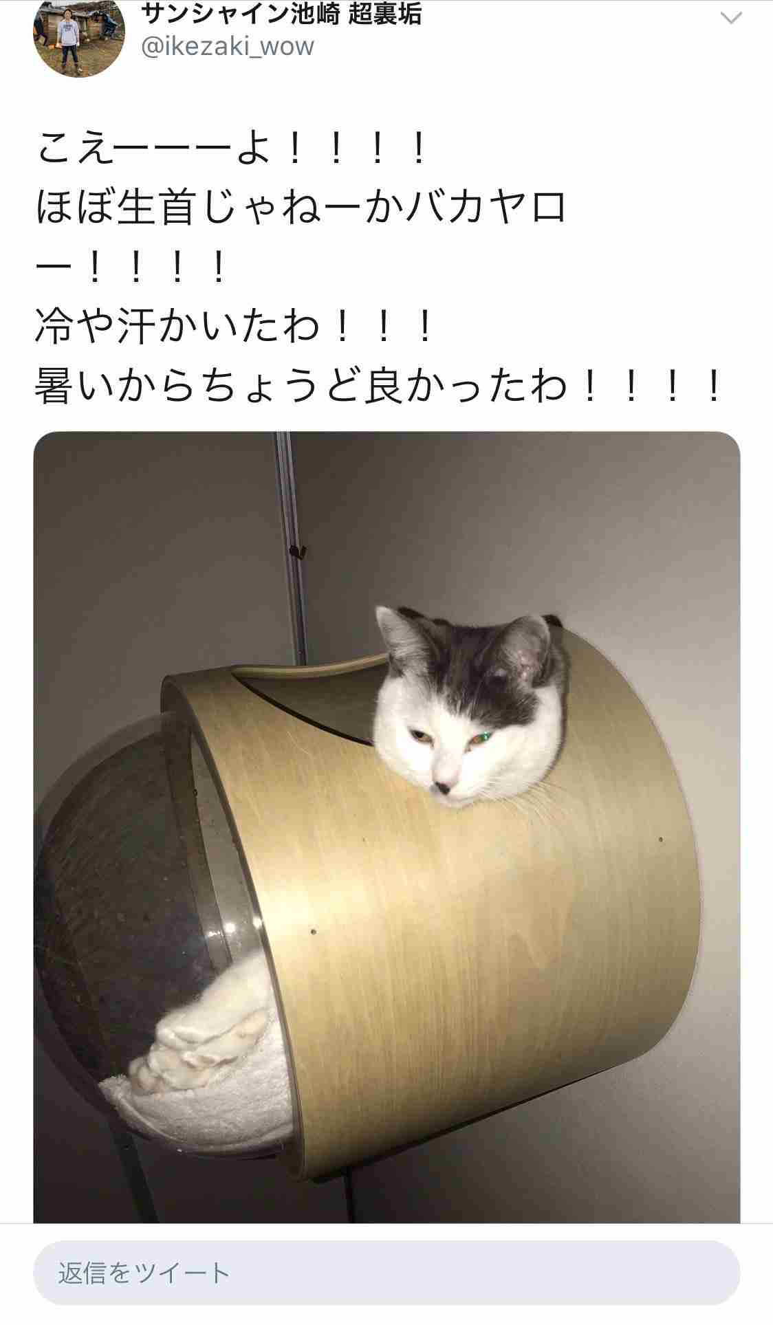 心霊写真風の猫画像ください