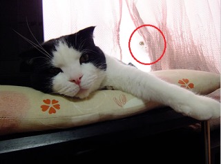 心霊写真風の猫画像ください