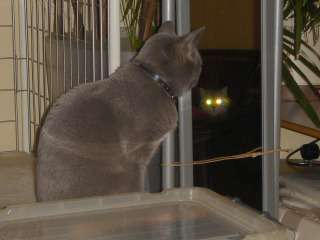 心霊写真風の猫画像ください