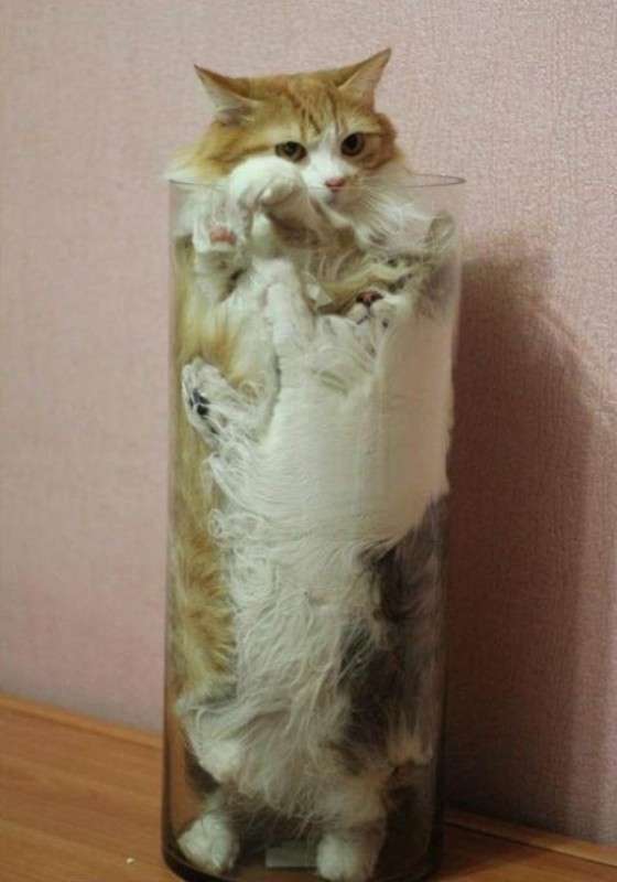 心霊写真風の猫画像ください