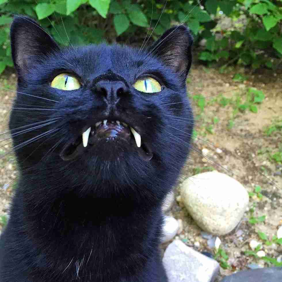 心霊写真風の猫画像ください
