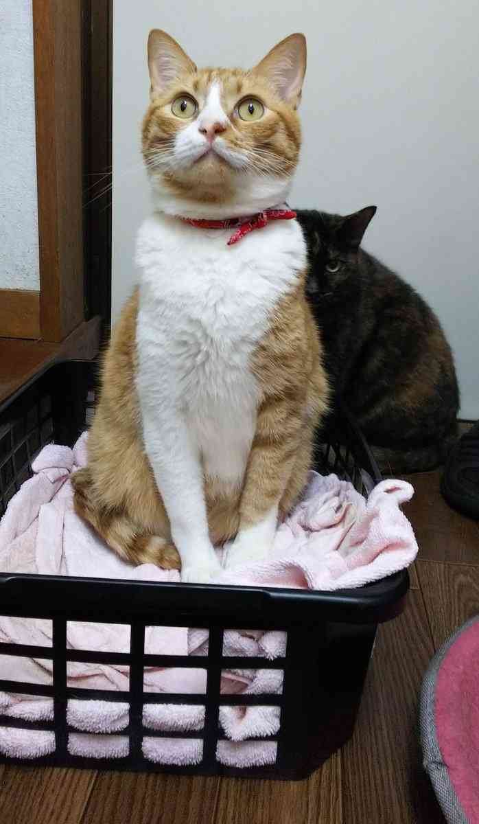 心霊写真風の猫画像ください