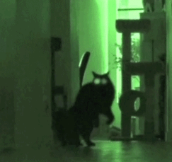 心霊写真風の猫画像ください