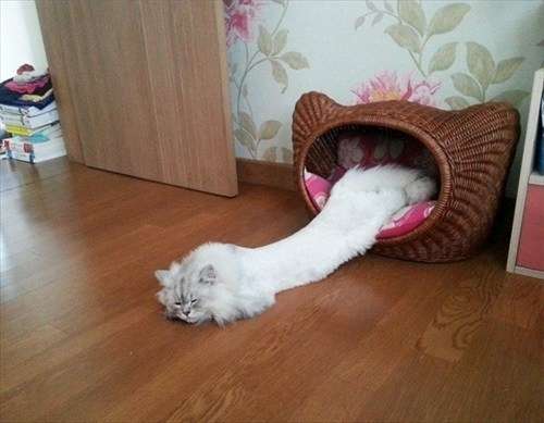 心霊写真風の猫画像ください
