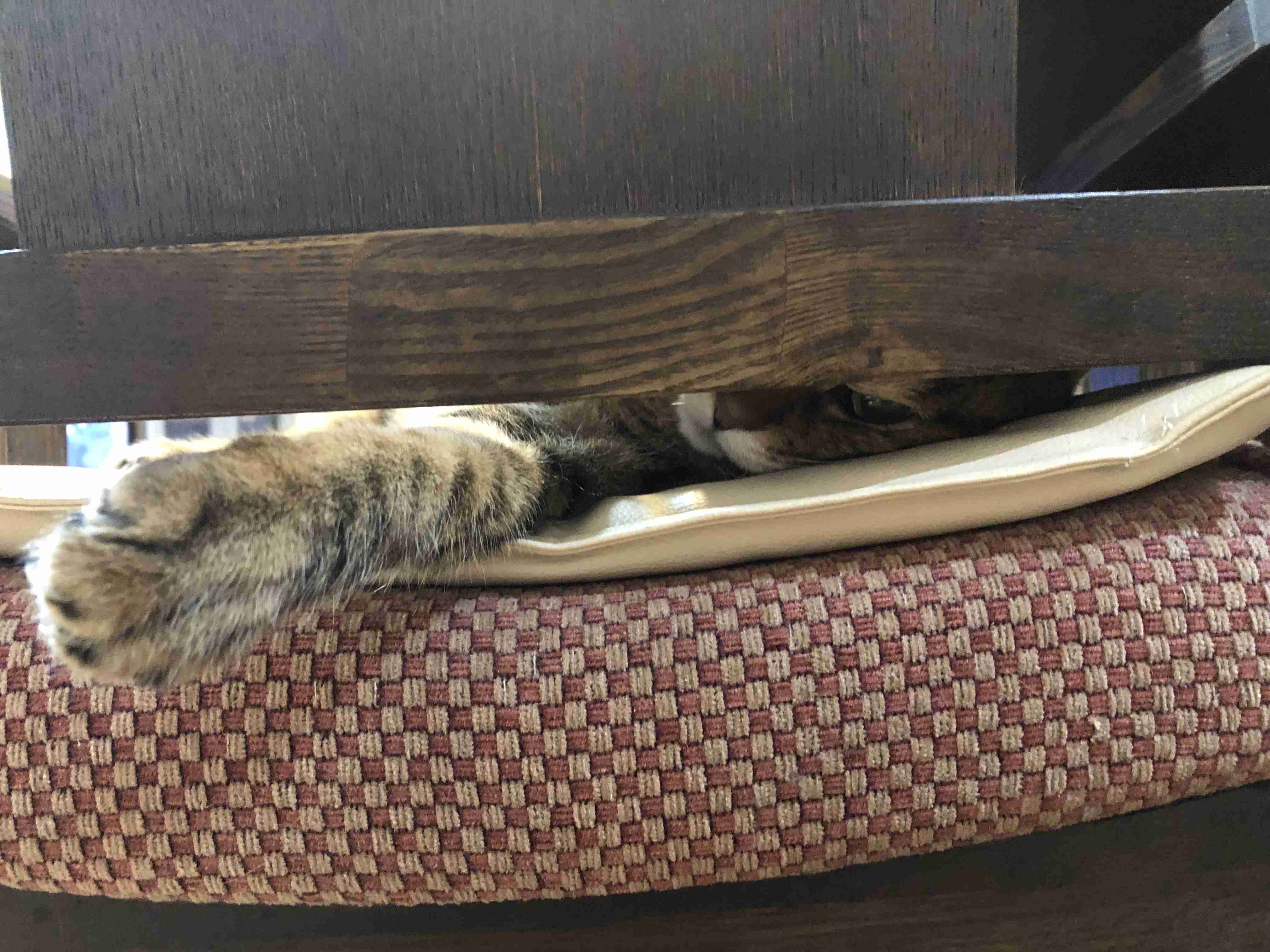 心霊写真風の猫画像ください