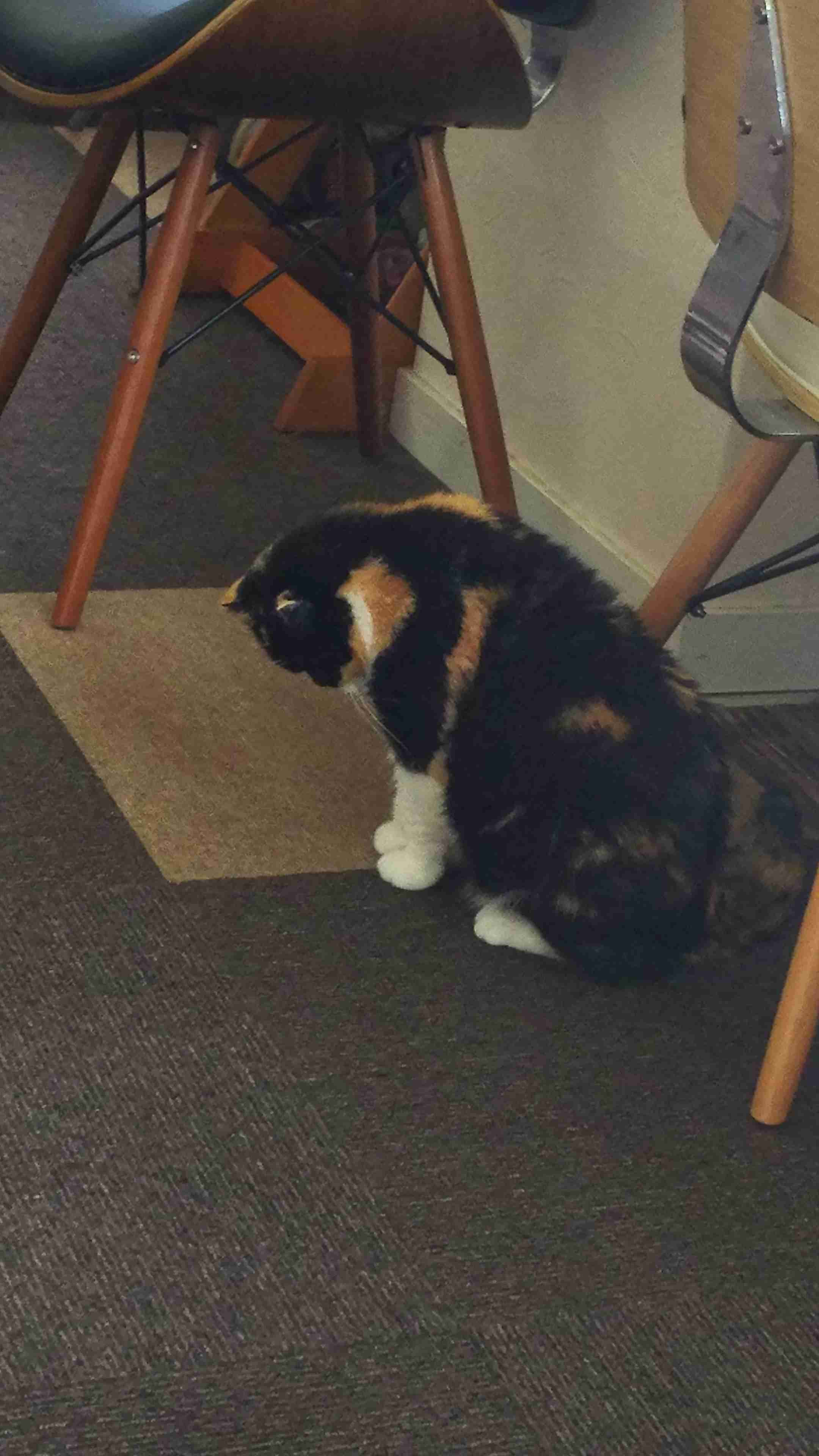 心霊写真風の猫画像ください