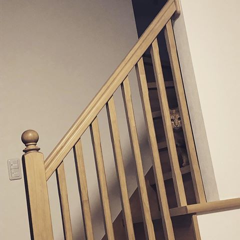 心霊写真風の猫画像ください