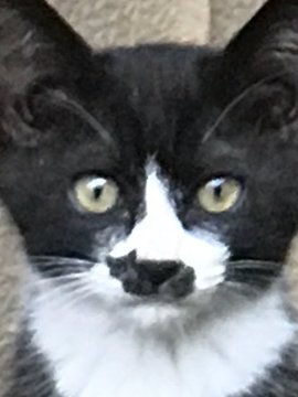心霊写真風の猫画像ください