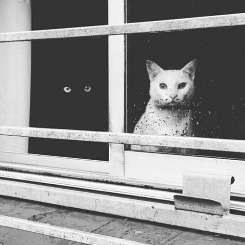 心霊写真風の猫画像ください