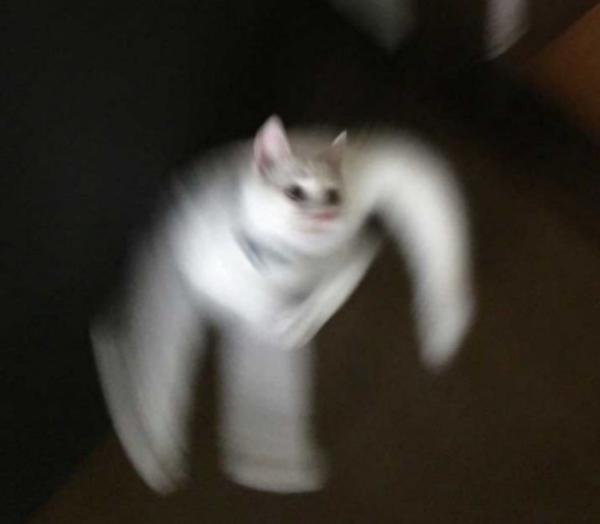心霊写真風の猫画像ください