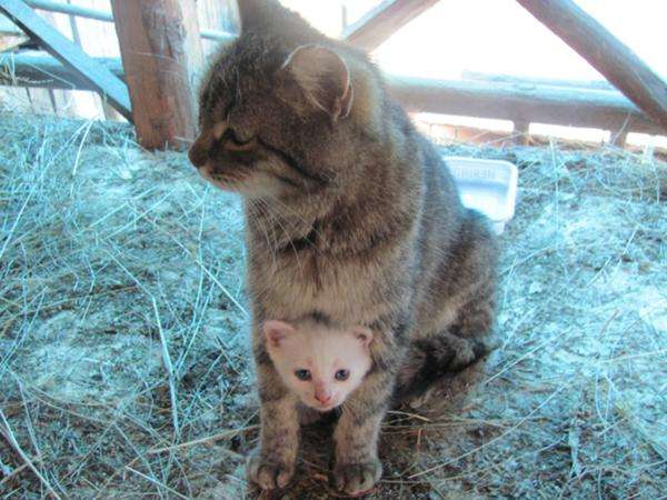 心霊写真風の猫画像ください