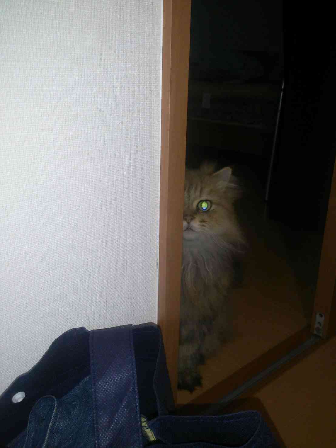 心霊写真風の猫画像ください
