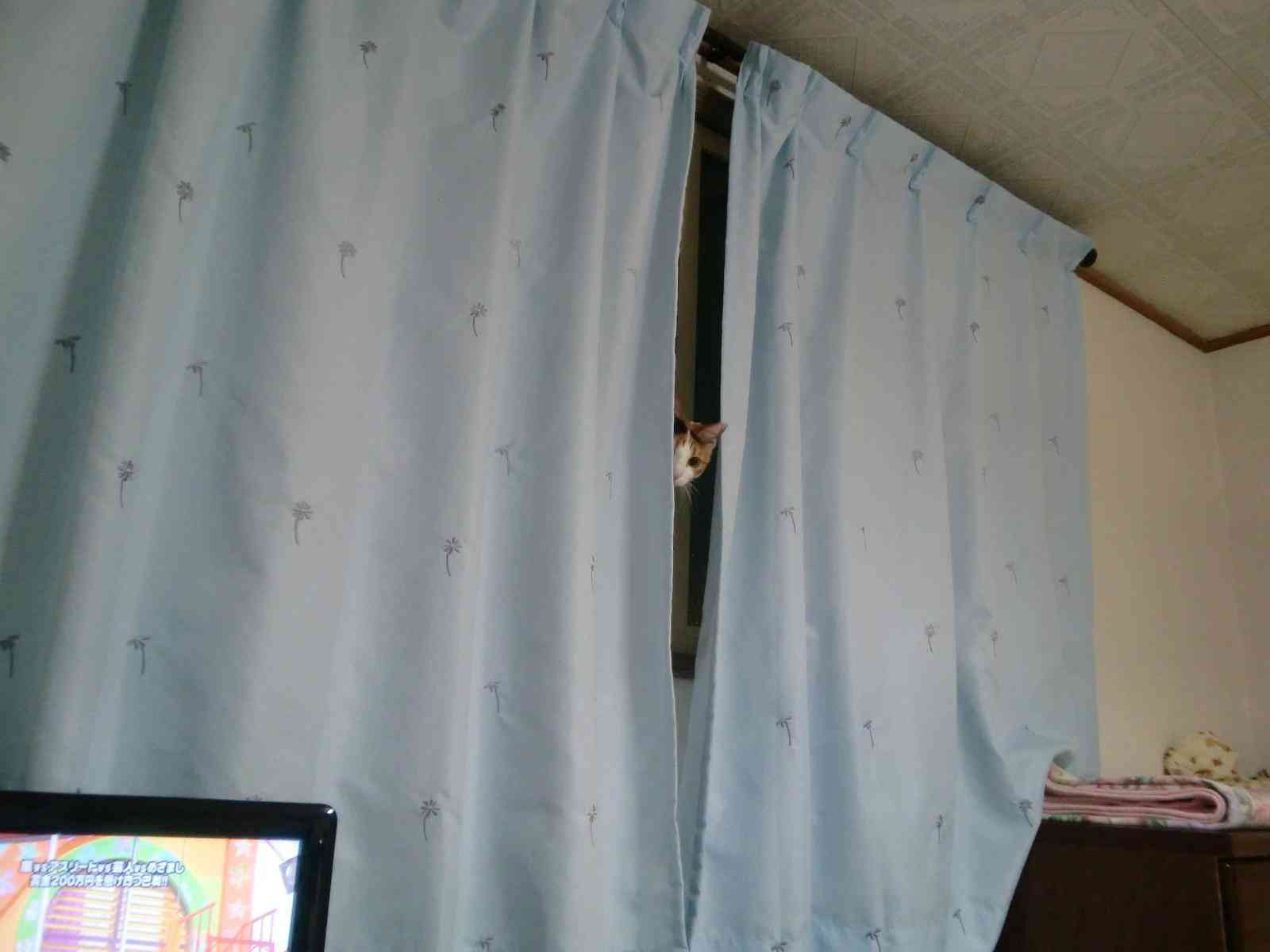 心霊写真風の猫画像ください