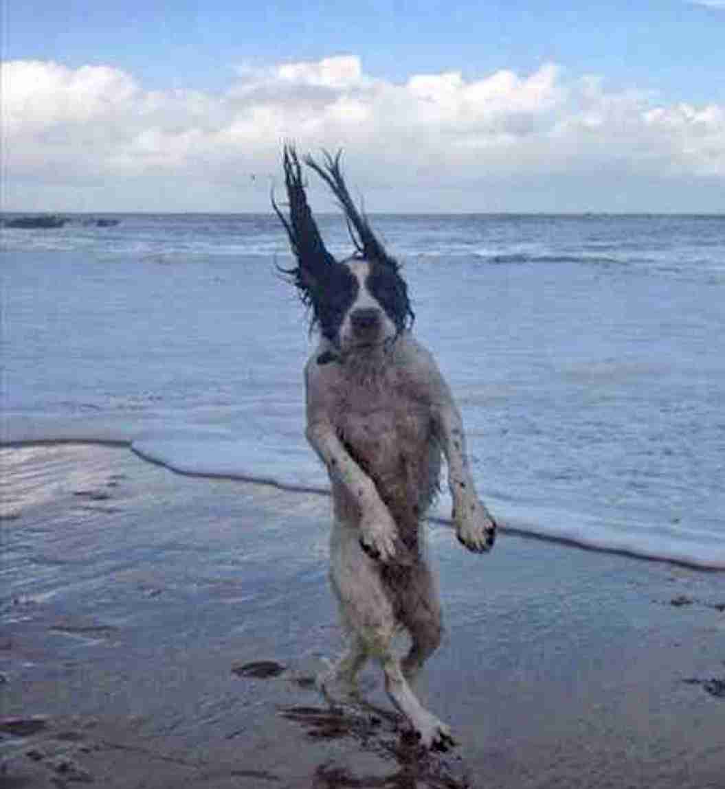 心霊写真風の猫画像ください