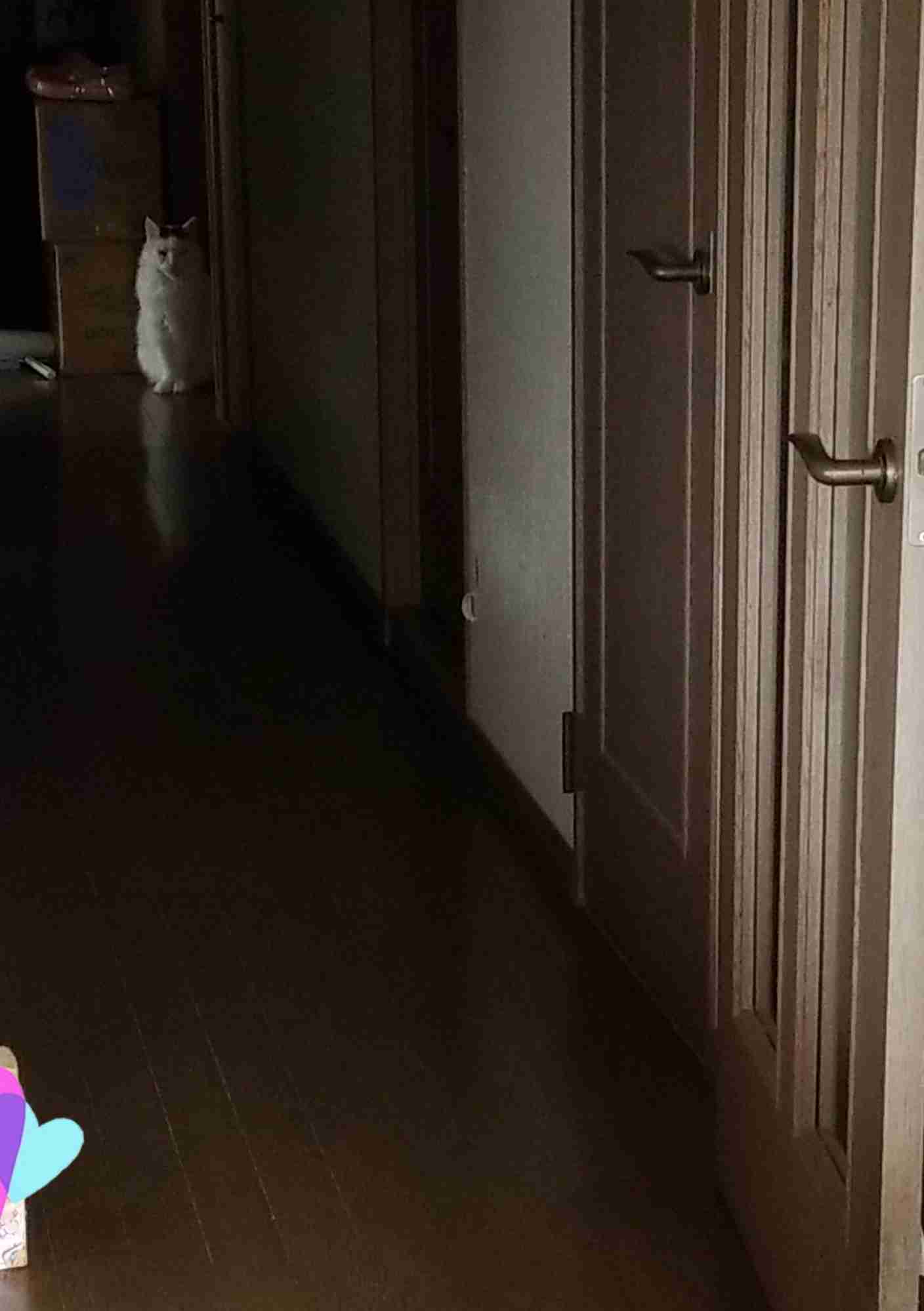 心霊写真風の猫画像ください