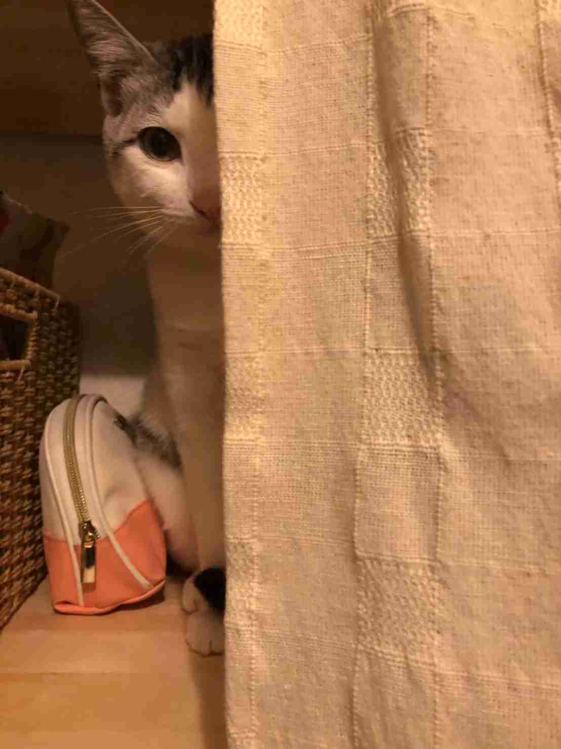 心霊写真風の猫画像ください