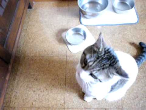 心霊写真風の猫画像ください