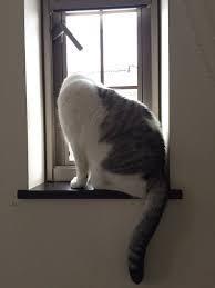 心霊写真風の猫画像ください