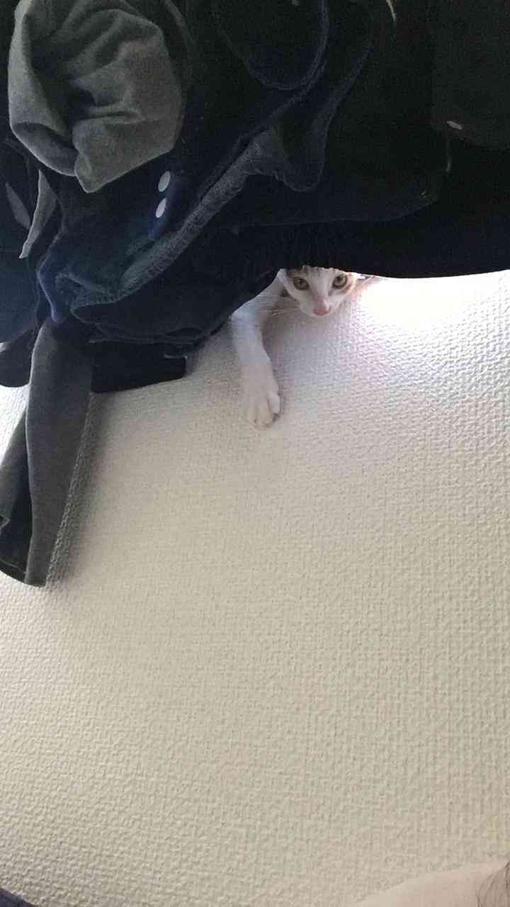 心霊写真風の猫画像ください