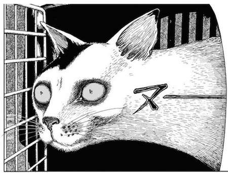 心霊写真風の猫画像ください