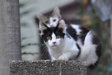 心霊写真風の猫画像ください